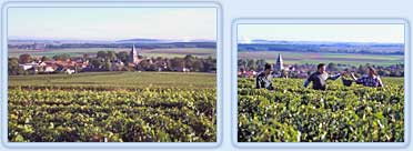 Vieilles vignes de chardonnay à Cormicy